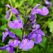 Salvia So Cool Purple